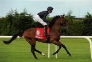 3 September 2011; Roderick O'Connor, with Joseph O'Brien up, canters to the start for The Red Mills Irish Champion Stakes. Horse Racing at Leopardstown, Leopardstown Race Course, Dublin. Picture credit: Ray McManus / SPORTSFILE