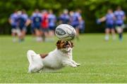 22 May 2017; Kerry the dog during Munster squad training at the University of Limerick in Limerick. Photo by Diarmuid Greene/Sportsfile