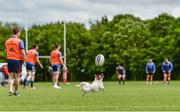 22 May 2017; Kerry the dog during Munster squad training at the University of Limerick in Limerick. Photo by Diarmuid Greene/Sportsfile