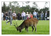 31 July 2011; Rory McIlroy watches some red deer as he makes his way down the 2nd fairway during the final round of the 2011 Discover Ireland Irish Open Golf Championship, Killarney Golf & Fishing Club, Killarney, Co. Kerry. Picture credit: Matt Browne / SPORTSFILE