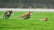30 January 2012; Magical Sophie, white collar, left, turns the hare to beat Bombshelriapants during the first round of the Greyhound and Pet World Oaks. Irish National Coursing Meeting, Powerstown Park, Clonmel, Co. Tipperary. Picture credit: David Maher / SPORTSFILE
