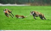 30 January 2012; Good morning mam, red collar, left, turns the hare to beat Daisycutter during the first round of the Greyhound and Pet World Oaks. Irish National Coursing Meeting, Powerstown Park, Clonmel, Co. Tipperary. Picture credit: David Maher / SPORTSFILE