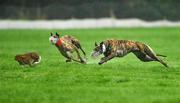 30 January 2012; Good morning mam, red collar, left, turns the hare to beat Daisycutter during the first round of the Greyhound and Pet World Oaks. Irish National Coursing Meeting, Powerstown Park, Clonmel, Co. Tipperary. Picture credit: David Maher / SPORTSFILE