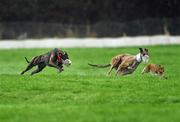30 January 2012; Ravel Glory, red collar, left, turns the hare to beat Marshals Duchess during the first round of the Greyhound and Pet World Oaks. Irish National Coursing Meeting, Powerstown Park, Clonmel, Co. Tipperary. Picture credit: David Maher / SPORTSFILE
