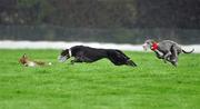 30 January 2012; Dale Roisin, white collar, left, turns the hare to beat Holy Lady during the first round of the Greyhound and Pet World Oaks. Irish National Coursing Meeting, Powerstown Park, Clonmel, Co. Tipperary. Picture credit: David Maher / SPORTSFILE