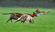30 January 2012; Hopes and dreams, red collar, left, turns the hare to beat Yellow River during the first round of the Boylesports.com Derby. Irish National Coursing Meeting, Powerstown Park, Clonmel, Co. Tipperary. Picture credit: David Maher / SPORTSFILE