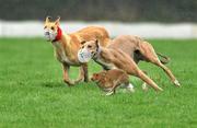30 January 2012; Ashmore Sambo, white collar, right, turns the hare to beat Liznaw Eoin during the first round of the Boylesports.com Derby. Irish National Coursing Meeting, Powerstown Park, Clonmel, Co. Tipperary. Picture credit: David Maher / SPORTSFILE