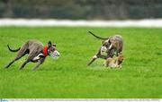 31 January 2012; Ardfert Peter, red collar, left, turns the hare to beat Killeagh Matt during the second round of the Boylesports.com Derby. Irish National Coursing Meeting, Powerstown Park, Clonmel, Co. Tipperary. Picture credit: David Maher / SPORTSFILE