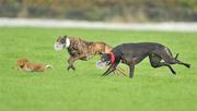 31 January 2012; Belated Birthay, red collar, right, turns the hare to beat Ballymore Bob during the third round of the Boylesports.com Derby. Irish National Coursing Meeting, Powerstown Park, Clonmel, Co. Tipperary. Picture credit: David Maher / SPORTSFILE