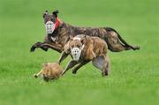 31 January 2012; Oh Banba, white collar, right, turns the hare to beat Oilean Smile during the third round of the Greyhound and Pet World Oaks. Irish National Coursing Meeting, Powerstown Park, Clonmel, Co. Tipperary. Picture credit: David Maher / SPORTSFILE