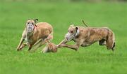 31 January 2012; Feede Blond, red collar, left, turns the hare to beat Cushie Vistoria, during the third round of the Greyhound and Pet World Oaks. Irish National Coursing Meeting, Powerstown Park, Clonmel, Co. Tipperary. Picture credit: David Maher / SPORTSFILE