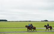 1 July 2017; A general view of horses on the gallops ahead of racing at the Dubai Duty Free Irish Derby Festival 2017 on Saturday at the Curragh in Kildare. Photo by Seb Daly/Sportsfile