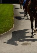 16 July 2017; Race horses are led around the stables ahead of the first race during Day 2 of the Darley Irish Oaks Weekend at the Curragh in Kildare. Photo by Cody Glenn/Sportsfile