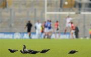 15 April 2012; Pigeons on the pitch at Croke Park as Kerry score a point. Allianz Football League Division 1 Semi-Final, Kerry v Mayo, Croke Park, Dublin. Picture credit: Brendan Moran / SPORTSFILE