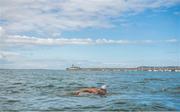 8 August 2017; The 87th Dún Laoghaire Harbour Race takes place on Sunday next 13th August with over 300 swimmers taking to the waters of Dún Laoghaire Harbour. As this year also marks the Bicentenary of Dún Laoghaire Harbour, the race will be a special occasion for sea swimmers, spectators and the citizens of Dún Laoghaire. Each weekend from June to September Leinster Open Sea in partnership with the swimming clubs of Leinster run approximately forty Open Sea Races along the coast of Dublin and Wicklow. The Dún Laoghaire Harbour Race along with the Jones Engineering Dublin City Liffey Swim are the top two “blue ribbon” races on the Open Sea Calendar in Ireland. In attendance at the launch in Dun Laoghaire Harbour in Dún Laoghaire, Co. Dublin, is Johanna Pinto Lee. Photo by Brendan Moran/Sportsfile