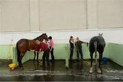 8 August 2017; A general view of the stable area as horses are washed ahead of the Dublin Horse Show at the RDS in Ballsbridge, Dublin. Photo by Cody Glenn/Sportsfile