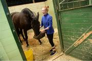 8 August 2017; Aoife Hagan from Feeny, Co Derry, feeds her family's horse Mr. Kingsley, a heavyweight hunter, in the stables ahead of the Dublin Horse Show at the RDS in Ballsbridge, Dublin. Photo by Cody Glenn/Sportsfile