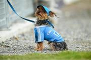 12 August 2017; 5 year old yorkshire terrier Marley at the TG4 Ladies Football All-Ireland Senior Championship Quarter-Final match between Dublin and Waterford at Nowlan Park in Kilkenny. Photo by Matt Browne/Sportsfile