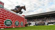 12 August 2017; Co-winner Daniel Coyle of Ireland clearing the Land Rover Puisance on Cavalier Rusticana during the Dublin International Horse Show at RDS, Ballsbridge in Dublin. Photo by Cody Glenn/Sportsfile
