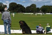 15 August 2017; Harry Deegan watches on with his dog, Buddy, a Bernese-Collie, aged 11, during the ICC Intercontinental Cup match between Ireland and Netherlands at Malahide in Co Dublin. Photo by David Fitzgerald/Sportsfile