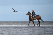 5 September 2017; A Race horse and rider in the surf ahead of the Laytown Races at Laytown in Co Meath. Photo by Cody Glenn/Sportsfile