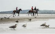 5 September 2017; Race horses and riders in the surf ahead of the Laytown Races at Laytown in Co Meath. Photo by Cody Glenn/Sportsfile