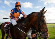 10 September 2017; Ryan Moore leads Order of St George into the parade ring after winning the Comer Group International Irish St Leger during the Longines Irish Champions Weekend 2017 at The Curragh Racecourse in Co Kildare. Photo by Cody Glenn/Sportsfile