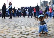 18 September 2017; 5 year old Yorkshire Terrier Marley prior to the All-Ireland Senior Football Champions Homecoming at Smithfield Square in Dublin. Photo by David Fitzgerald/Sportsfile