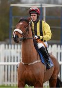 19 January 2013; Jockey Andrew McNamara aboard Fergiethelegend. Naas Racecourse, Naas, Co. Kildare. Photo by Sportsfile