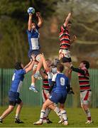22 January 2013; Greg Jones, St Andrew's, wins a lineout from Jedd Pratt, Wesley College. Vinny Murray Schools Cup, 2nd Round, Wesley College v St Andrews, NUI Maynooth, Maynooth, Co. Kildare. Picture credit: Brendan Moran / SPORTSFILE
