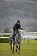 11 March 2013; Champagne Fever, with Patrick Mullins up, on the gallops ahead of the Cheltenham Racing Festival 2013. Prestbury Park, Cheltenham, England. Picture credit: Barry Cregg / SPORTSFILE