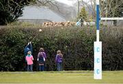 31 March 2013; Local groundsman Chris Kenny, watched by local children, retrieves the ball from a hedge during the game between Roscrea and Longford. Provincial Towns Cup, Semi-Final, Roscrea v Longford, Edenderry RFC, Edenderry, Co. Offaly. Picture credit: David Maher / SPORTSFILE