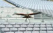 22 April 2013; Tom, the Harris Hawk, flies through the stands in Croke Park at the announcement of Specsavers' sponsorship of the new Hawkeye point detection technology for both hurling and football at Croke Park. The new system, which will be first utilised on 1st June at the Leinster GAA Football Senior Championship quarter-final double header, provides real time imagery on the stadium's big screen of a ball's trajectory over the posts to remove any ambiguity over whether a point was scored or missed. Specsavers sponsorship will now mean that any tricky point decision can be made quickly avoiding any 'Should've gone to Specsavers' moments for match officials. Croke Park, Dublin. Photo by Sportsfile