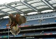 22 April 2013; Tom, the Harris Hawk, at the announcement of Specsavers' sponsorship of the new Hawkeye point detection technology for both hurling and football at Croke Park. The new system, which will be first utilised on 1st June at the Leinster GAA Football Senior Championship quarter-final double header, provides real time imagery on the stadium's big screen of a ball's trajectory over the posts to remove any ambiguity over whether a point was scored or missed. Specsavers sponsorship will now mean that any tricky point decision can be made quickly avoiding any 'Should've gone to Specsavers' moments for match officials. Croke Park, Dublin. Photo by Sportsfile