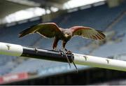 22 April 2013; Tom, the Harris Hawk, on the crossbar at the announcement of Specsavers' sponsorship of the new Hawkeye point detection technology for both hurling and football at Croke Park. The new system, which will be first utilised on 1st June at the Leinster GAA Football Senior Championship quarter-final double header, provides real time imagery on the stadium's big screen of a ball's trajectory over the posts to remove any ambiguity over whether a point was scored or missed. Specsavers sponsorship will now mean that any tricky point decision can be made quickly avoiding any 'Should've gone to Specsavers' moments for match officials. Croke Park, Dublin. Photo by Sportsfile