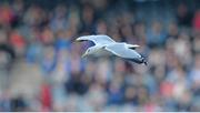 1 June 2013; A seagull flys over the pitch during the game. Leinster GAA Football Senior Championship, Quarter-Final, Dublin v Westmeath, Croke Park, Dublin. Picture credit: Diarmuid Greene / SPORTSFILE