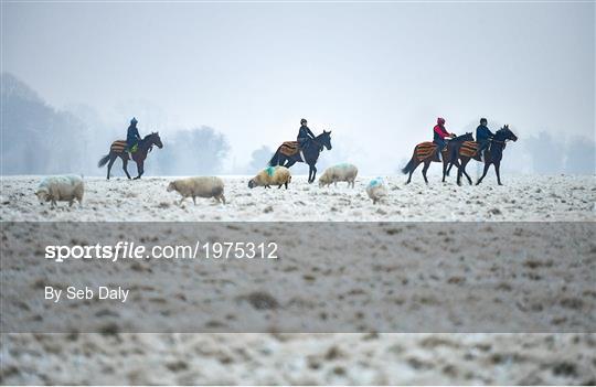 Horses on The Curragh