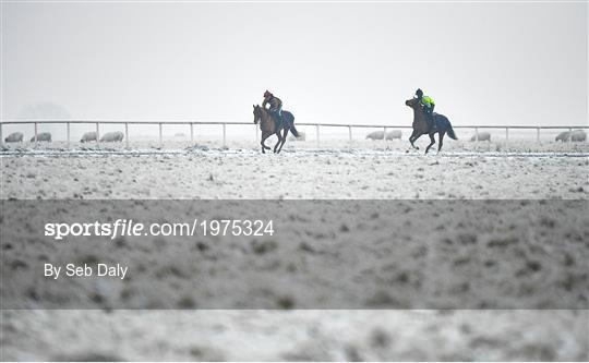 Horses on The Curragh