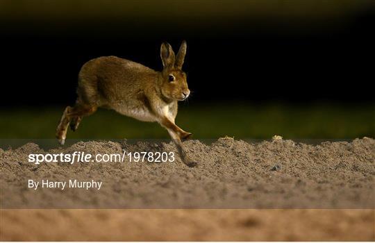 Horse Racing from Dundalk