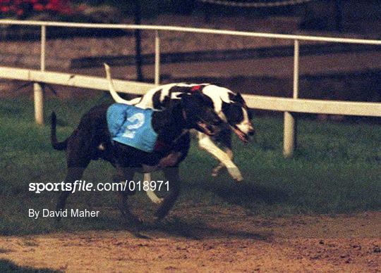 Greyhound Racing from Shelbourne Park