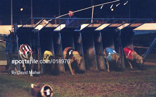 Greyhound Racing from Shelbourne Park