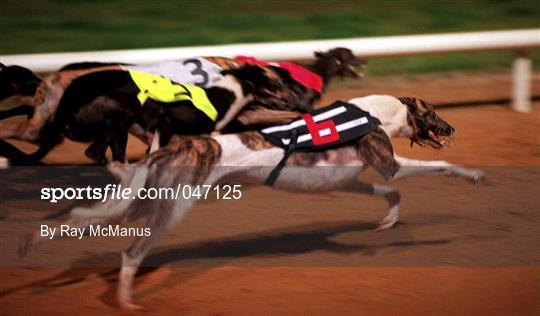 Greyhound Racing from Harolds Cross