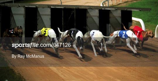 Greyhound Racing from Harolds Cross