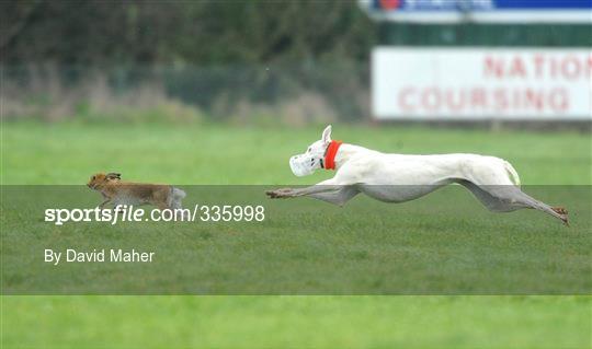84th National Coursing Meeting - Monday 2nd Feb