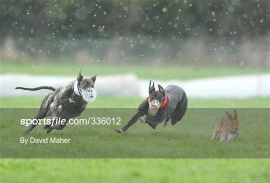84th National Coursing Meeting