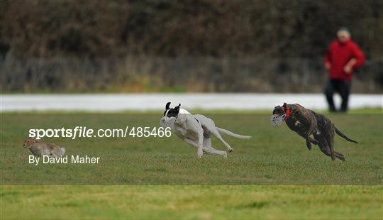86th National Coursing Meeting - Monday 31st January